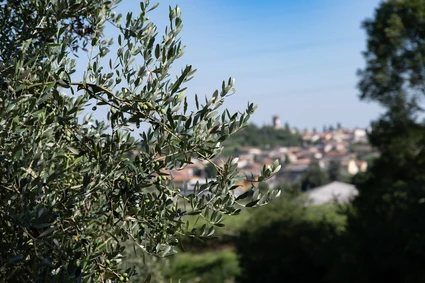 Degustazione Olio Extravergine del Garda: Tour Panoramico ed Esperienza Sensoriale 2 Degustazione Olio Extravergine del Garda: Tour Panoramico ed Esperienza Sensoriale 2